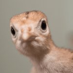 Baby turkey