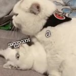 111 GIF Template