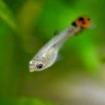Small Guppy