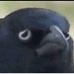 Crow of sadness