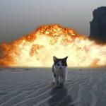 cat explosion