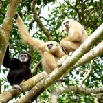 Gibbons in a tree