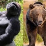 Gorilla and bear