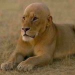 Bald Lion