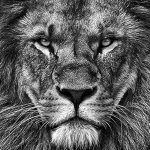 The lion doesnt concern itself with the opinions of ni