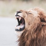 roaring lion