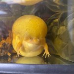Massive forehead frog