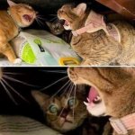 Cats yelling at each other