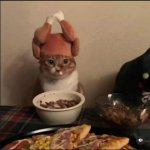 Cat wearing turkey hat