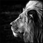 The Lion