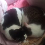 Two cats together