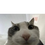 Cat POV