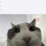 Weird Cat