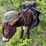War Donkey
