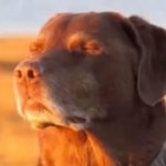 Let me know dog