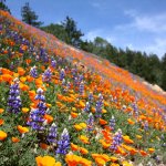 Field of wildflowers flowers JPP