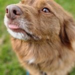 Dog mlem