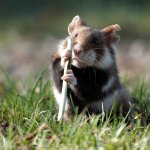Hamster with his staff