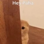 Peep car GIF Template