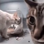 Frustrated Cat