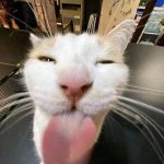 Cat Licking Screen