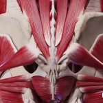 deep butt muscles