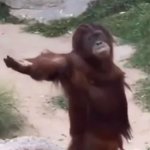 Begging orangutan