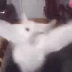 Omg hiiii GIF Template