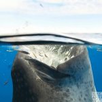 Whale Shark GIF Template