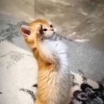 salute cat meme