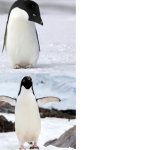 Penguin Prefer