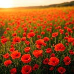 Poppies flowers sunny field