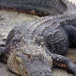 Gator