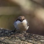 Shouty Little Nuthatch template