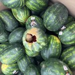 burt watermelon