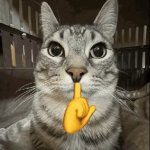 shhh cat