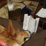 animal D&D