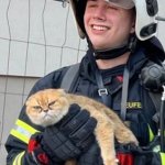 Mad cat