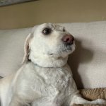 Dog life meme