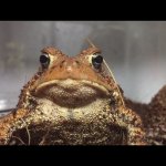 Death stare