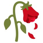 wilted rose