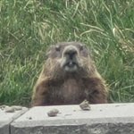 Judgmental Groundhog