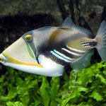 TRIGGERfish
