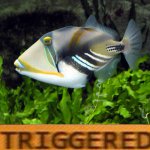 Triggered Triggerfish