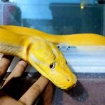 Sad Snake
