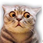 cats looking up