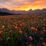 Flower wildflowers mountain sunset