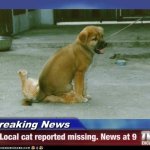 missing cat meme