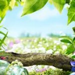 Empty Pikmin Vote