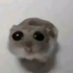 Weepy Hampster